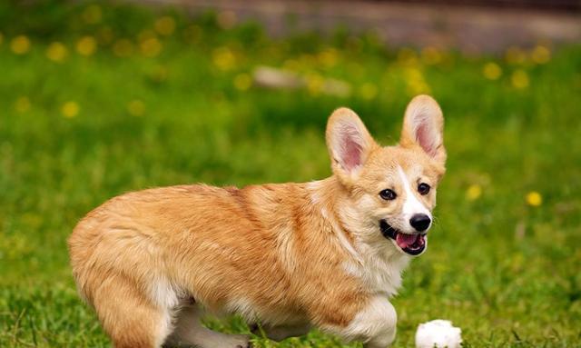 如何分辨纯种柯基犬？（从外观、品种标准和血统纯正度三个方面入手）