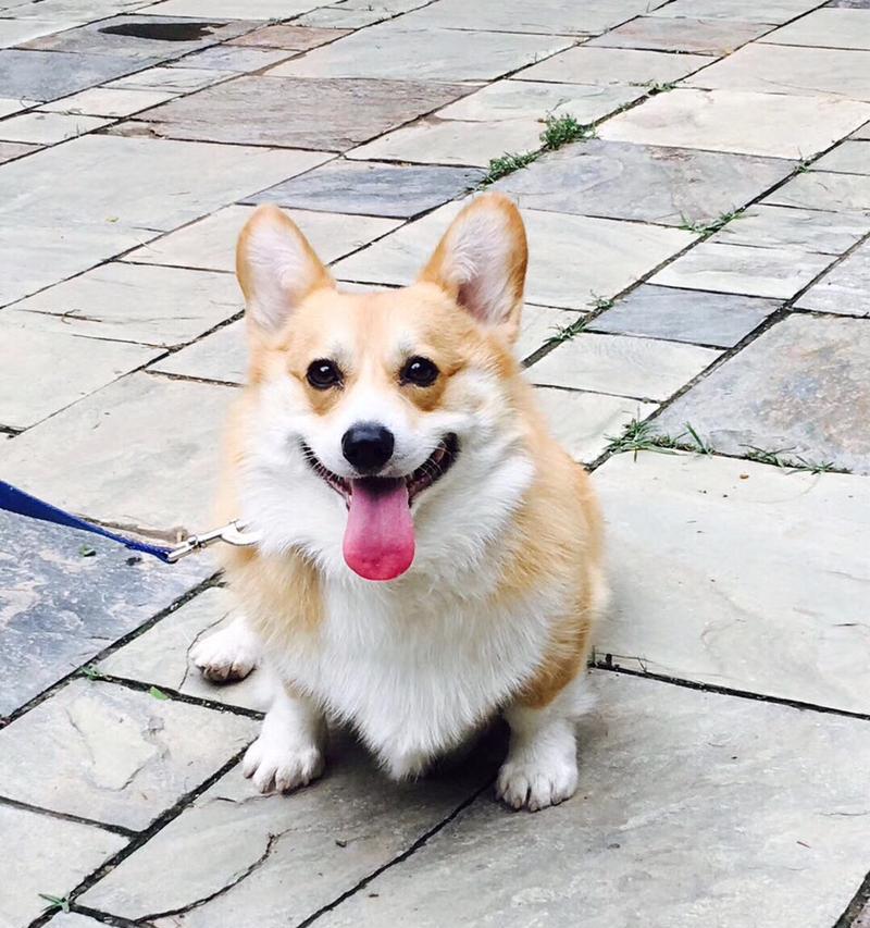 如何分辨纯种柯基犬？（从外观、品种标准和血统纯正度三个方面入手）