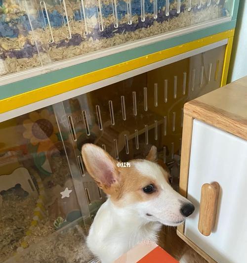 宠物犯错也有认错的时候（以柯基认错为例，揭示宠物的智商和感情）