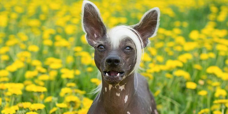 如何让你的冠毛犬改掉挑食毛病？（一位宠物爱好者的实践经验分享）