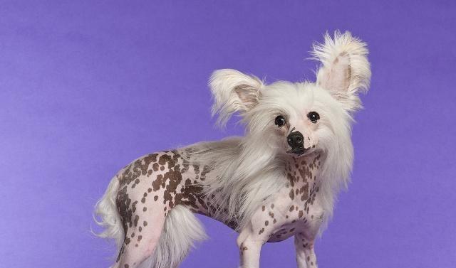 揭秘冠毛犬打嗝的原因（从宠物角度解析冠毛犬打嗝的根源）