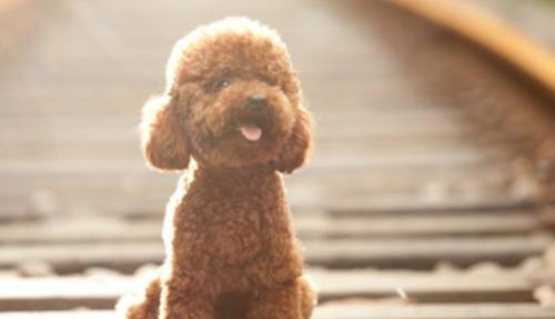 贵宾犬便秘的应对方法（如何让你的贵宾犬远离便秘困扰）