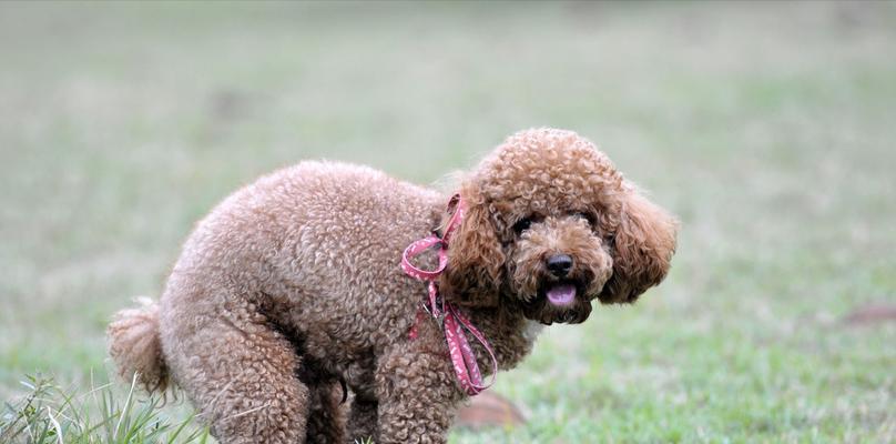 贵宾犬便秘的应对方法（如何让你的贵宾犬远离便秘困扰）
