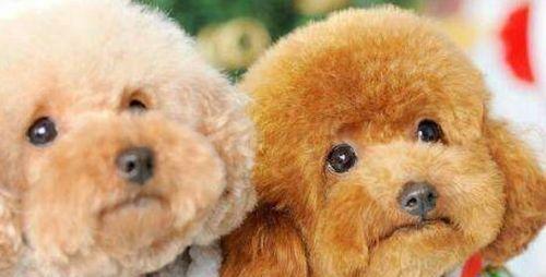 让您的爱犬拥有健康亮丽的外表（让您的爱犬拥有健康亮丽的外表）