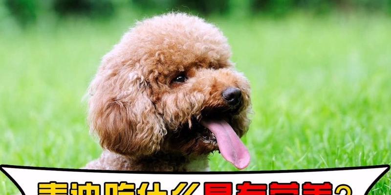 贵宾犬长毛大揭秘（营养摄入如何影响犬毛生长？）