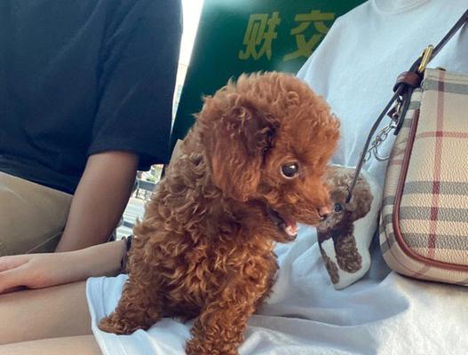 贵宾犬长毛大揭秘（营养摄入如何影响犬毛生长？）
