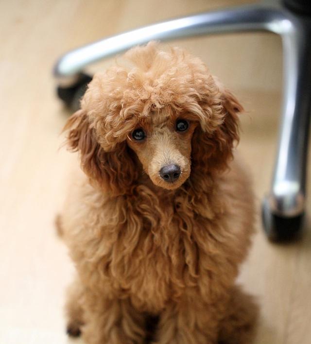 贵宾犬的主食选择（让你的爱宠健康成长）
