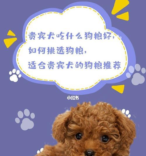 贵宾犬的主食选择（让你的爱宠健康成长）