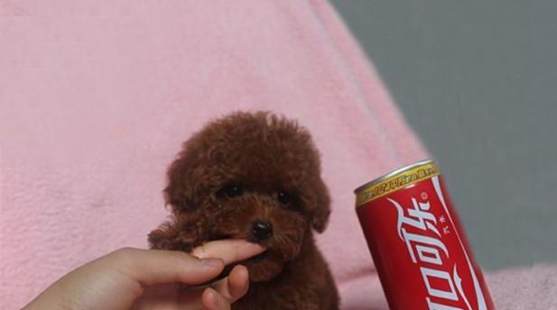 贵宾犬的繁殖标准与宠物饲养技巧（了解贵宾犬的繁殖标准，让你成为养宠达人）