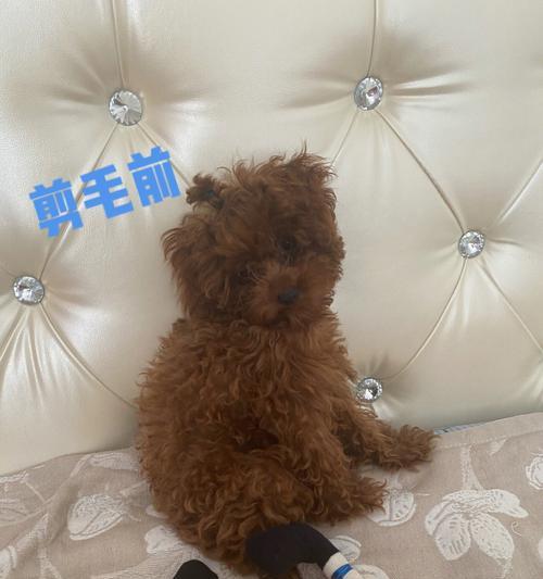 贵宾犬洗澡全攻略（以宠物为主，让你的贵宾犬美美哒）