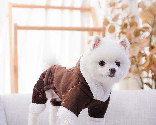 贵宾犬掉毛解决方法（宠物掉毛困扰？别担心，这里有解决方案！）