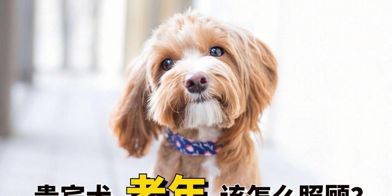 贵宾犬掉毛解决方法（宠物掉毛困扰？别担心，这里有解决方案！）