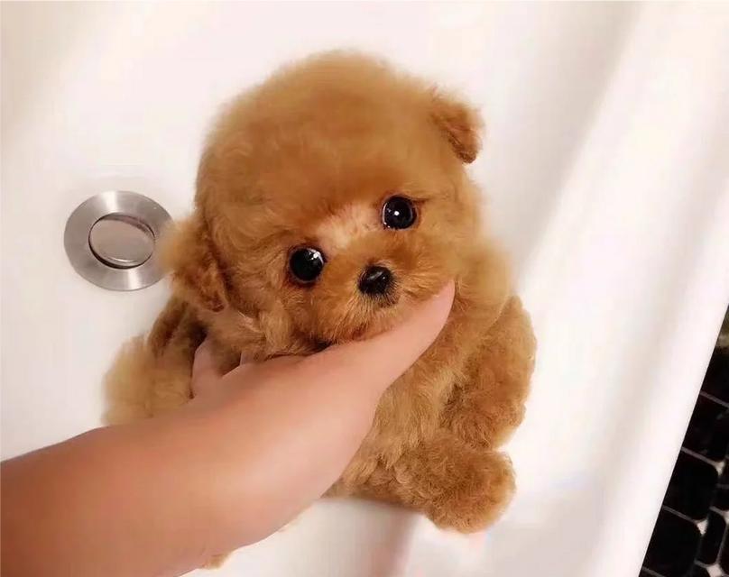 贵宾犬掉毛解决方法（宠物掉毛困扰？别担心，这里有解决方案！）
