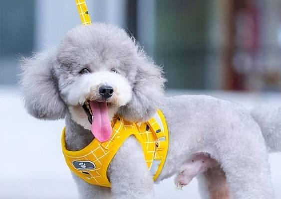 贵宾犬冬天怕冷吗？（如何保护你的宠物不受寒冷天气的影响）