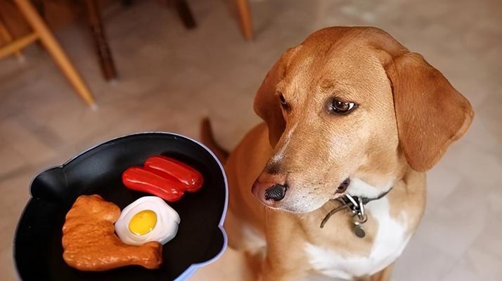 巨型贵宾犬能不能吃水果？（宠物的饮食需要注意什么？）