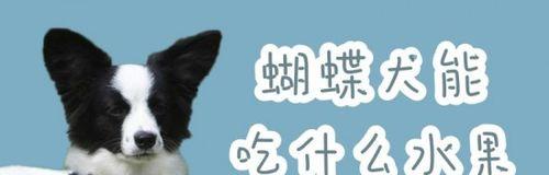 蝴蝶犬怀孕期间该吃什么？（宠物营养，健康孕育）