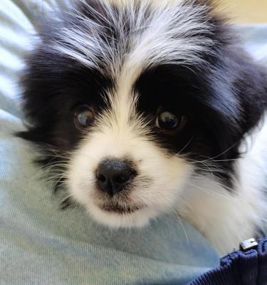 如何消除蝴蝶犬的乱叫？（掌握正确的训练方法，让你的宠物变得更加安静）