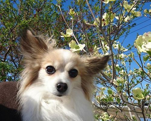了解蝴蝶犬——你的宠物选择（从外貌到性格，全方位了解这个可爱小犬种）