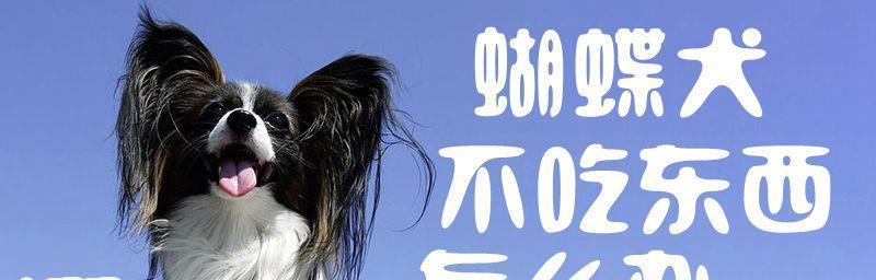 蝴蝶犬咬人事故应对手册（以宠物为主，让你掌握正确的处理方式）