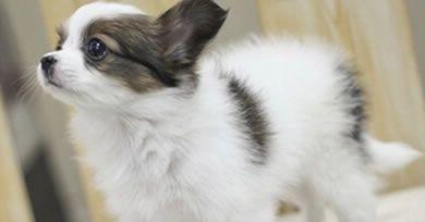 蝴蝶犬咬人事故应对手册（以宠物为主，让你掌握正确的处理方式）
