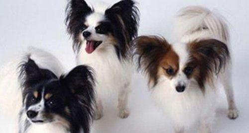 探究蝴蝶犬的特点（了解这种可爱的宠物的性格和饲养技巧）