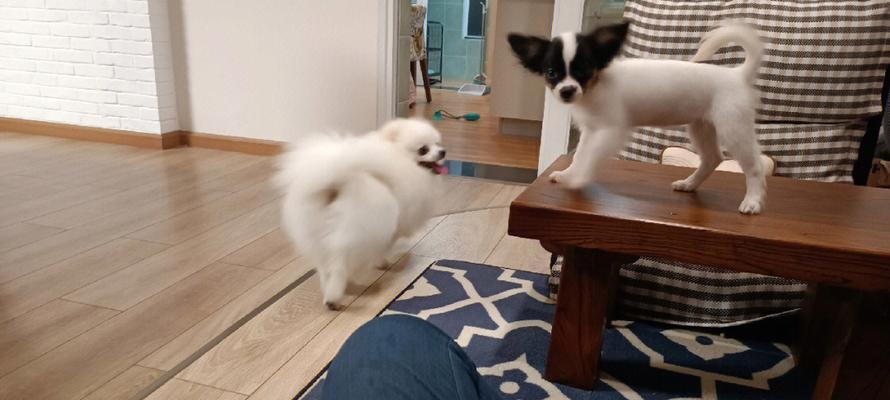 如何预防和应对蝴蝶犬中暑（宠物主人必知的养护知识，以及应对中暑的实用方法）