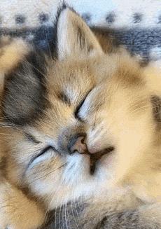 胖猫失控怎么办？（教你几招对付胖猫，让它健康又活泼！）
