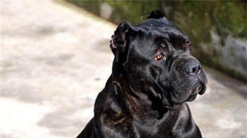 探秘以卡斯罗犬——最佳宠物之一（了解以卡斯罗犬的历史、特征、培养、饲养技巧）