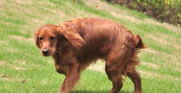 可卡犬的健康之路（为什么可卡犬不宜爬楼梯？）