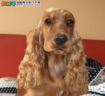 可卡犬的健康之路（为什么可卡犬不宜爬楼梯？）