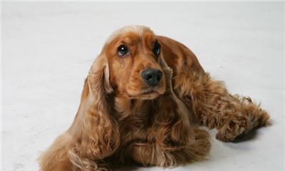 可卡犬的健康之路（为什么可卡犬不宜爬楼梯？）