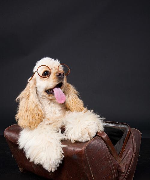 如何为可卡犬补钙（营养均衡关键保健，科学补钙犬健康）