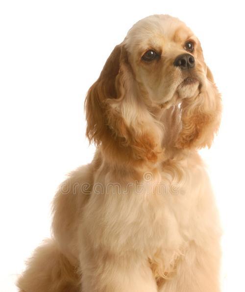 如何为可卡犬补钙（营养均衡关键保健，科学补钙犬健康）
