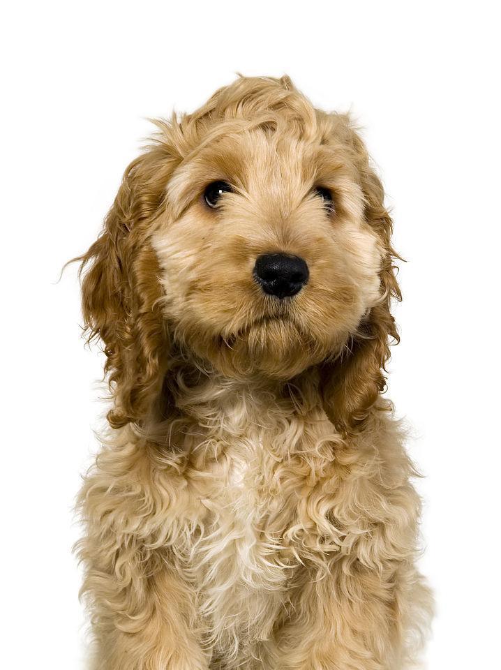 如何正确护理可卡犬的耳朵（宠物爱好者必备的耳部护理知识）