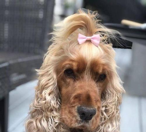 如何正确护理可卡犬的耳朵（宠物爱好者必备的耳部护理知识）