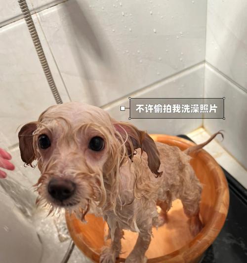 探秘可卡犬的生理习性（了解宠物犬的行为习惯及如何照顾）