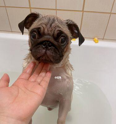 探秘可卡犬的生理习性（了解宠物犬的行为习惯及如何照顾）