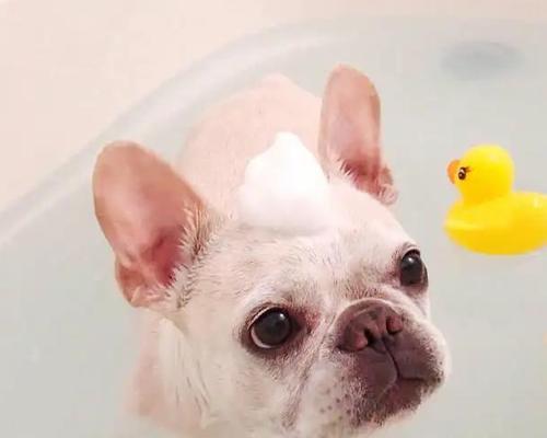 探秘可卡犬的生理习性（了解宠物犬的行为习惯及如何照顾）