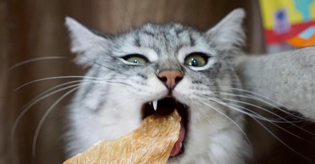 如何避免可卡犬的食盐中毒？（如何避免可卡犬的食盐中毒？）
