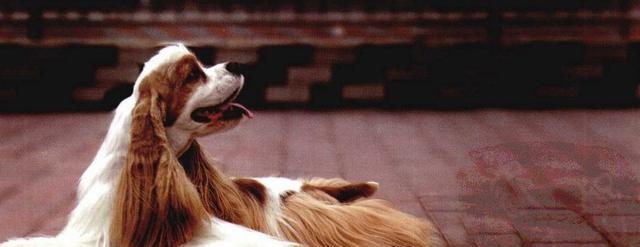 可卡犬养护指南——打造快乐健康的宠物生活（以爱心呵护你的可爱小伙伴，让它健康快乐地成长）