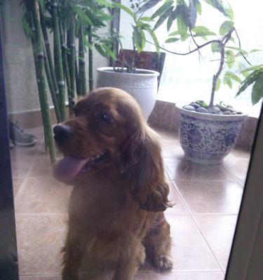 如何预防可卡犬冬季疾病（宠物爱好者必读）