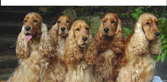 可卡犬与金毛的区别（宠物爱好者必读，了解两个品种的不同）