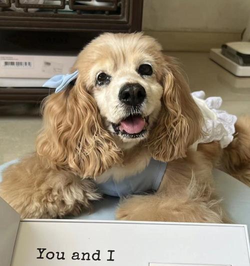 可卡犬的零食喜好及注意事项（了解可卡犬的口味偏好，为宠物选择最适合的零食）