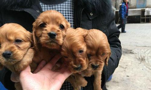 可卡犬，适合家养的理由剖析（探究可卡犬家庭养殖的优势与不足）