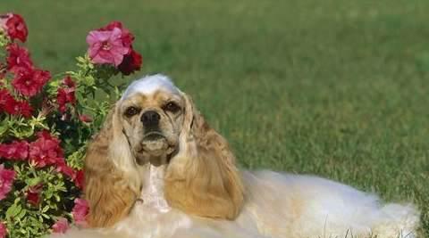 可卡犬，适合家养的理由剖析（探究可卡犬家庭养殖的优势与不足）