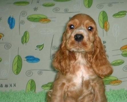 可卡犬，适合家养的理由剖析（探究可卡犬家庭养殖的优势与不足）