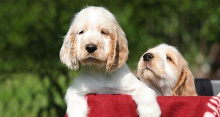 如何为可卡犬洗澡？（可卡犬洗澡的秘诀）