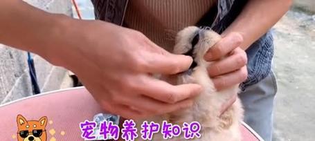 可卡犬养护全解（宠物狗饲养技巧、健康管理和培训建议）
