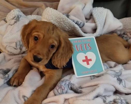 可卡犬养护全解（宠物狗饲养技巧、健康管理和培训建议）
