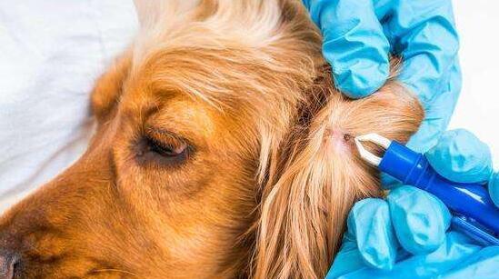 狂犬病，不可忽视的宠物健康问题（揭开5大误区，正确对待宠物狂犬病防控）